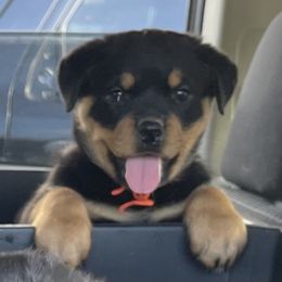 Rottweiler Puppies from Kayara Haus Rottweilers