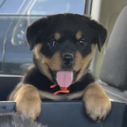 Rottweiler Puppies from Kayara Haus Rottweilers