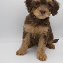 Purple - Phantom female Goldendoodle puppy in Medina, Ohio from Farmer Doodles