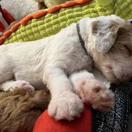 Goldendoodle Puppies from Zany Doodlez
