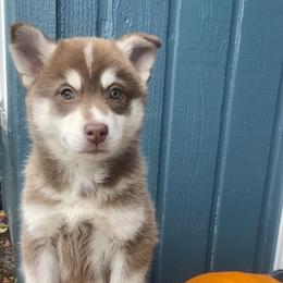 Pomsky Puppies from Periwinkle Pomskies
