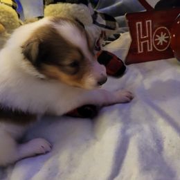Black - White male Collie puppy in Newberry, South Carolina from Country Haven Collies