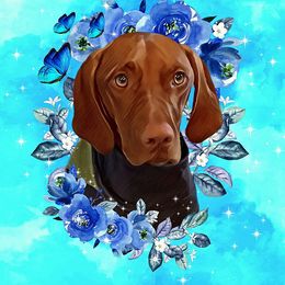 Piper - Vizsla