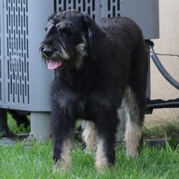 Xena - Giant Schnauzer
