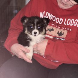 American Corgi and Pembroke Welsh Corgi Puppies from Linda Berkes