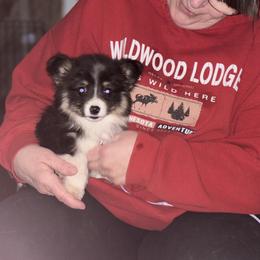 American Corgi and Pembroke Welsh Corgi Puppies from Linda Berkes
