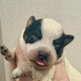Wombat - Blue speckled male Australian Cattle Dog puppy in Rosharon, Texas from 4Surge Cattle Dogs