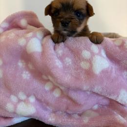 Sadie - Black and tan female Yorkshire Terrier puppy in Beulaville, North Carolina from Sunset Ranch
