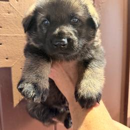 Boy 5 2,500 dollars - Sable male German Shepherd puppy in Hollis Center, Maine from Noble German Shepherds of Maine
