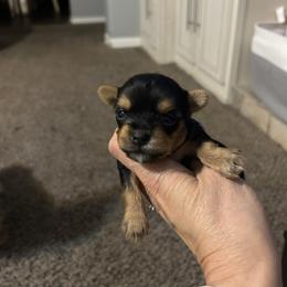 Tiny Traditional boy - Blue and gold male Yorkshire Terrier puppy in Hot Springs, Arkansas from Weslynn Kennels