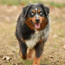 T - Toy Australian Shepherd