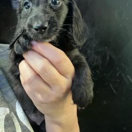 Nicole girl 2 - Black female Dachshund puppy in Bigfork, Minnesota from Dachshunds Up North