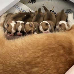 Pembroke Welsh Corgi Puppies from Gwenaf Pembroke Welsh Corgis