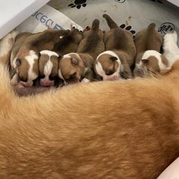 Pembroke Welsh Corgi Puppies from Gwenaf Pembroke Welsh Corgis