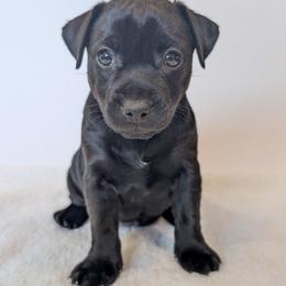 Cherry Bomb - female Patterdale Terrier puppy in Yucaipa, California from Moormont Kennels