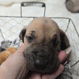 Bartlett - Fawn male Great Dane puppy in Albany, Oregon from Red Cloud Australian Shepherds and DeGray Great Danes & Bulldogs