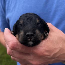 Girl 2 - Black white and tan female Springerdoodle puppy in Sterling, Michigan from Springerdoodles In MI
