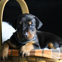 Hustler - Black and rust male Doberman Pinscher puppy in Overton, Texas from Obsidian Kennel