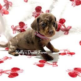 Chocolate and Tan Dapple Female Smooth Pink Collar - Chocolate and tan female Dachshund puppy in Cleveland, Tennessee from Kelly's Doxie Farm
