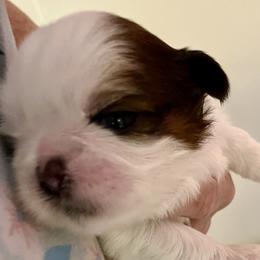 Shih Tzu puppies from Bling Shih Tzu