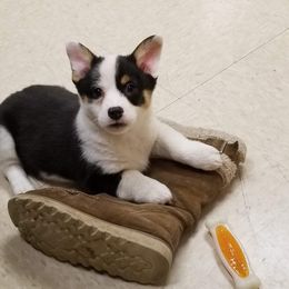 Pembroke Welsh Corgi Puppies from Just My Size Farmstead
