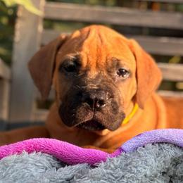 Sky - Stunning Fawn Female - Fawn female Boerboel puppy in Mansfield, Texas from Dynasty Blue Ridge Boerboel