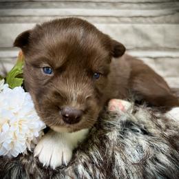 Bryn - Red and white female Siberian Husky puppy in Union Grove, Alabama from Southern Siberian Life