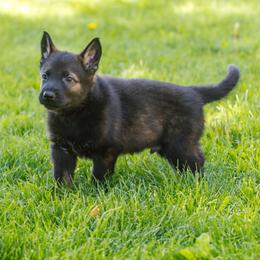 German Shepherd Puppies from Faoladh German Shepherds