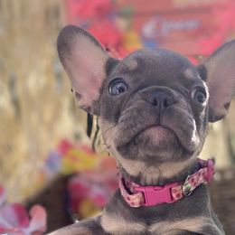Rose - Tricolors French Bulldog puppy in Rhode Island from Heaven Sent Frenchies