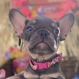 Rose - Tricolors French Bulldog puppy in Rhode Island from Heaven Sent Frenchies