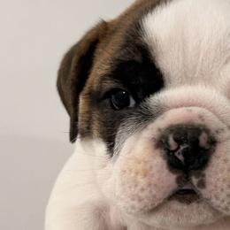 Bulldogs from Southland Bulldogs