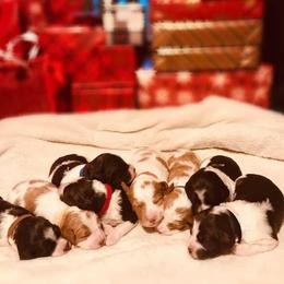 Brittany Puppies from Brookfield Farm Brittanys