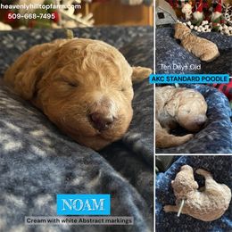 NOAM - Light Blue Boy - Cream male Poodle puppy in Charlo, Montana from Heavenly Hilltop Farm