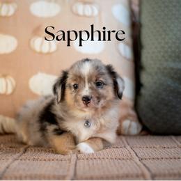 SAPPHIRE - reserved - Blue merle male Miniature American Shepherd puppy in Puyallup, Washington from TRAILS END Minis
