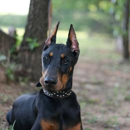 Shank - Doberman Pinscher