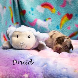 Druid - Red merle male Australian Shepherd puppy in Benton City, Washington from Eventide Australian Shepherds