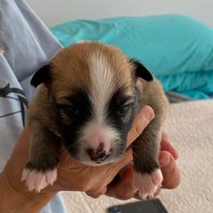 Icelandic Sheepdog Puppies from Paula Sanderson's Icelandic Sheepdogs