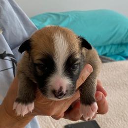 Icelandic Sheepdog Puppies from Paula Sanderson's Icelandic Sheepdogs