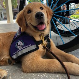 Golden Retriever Puppies from Hope Service Dogs, Inc