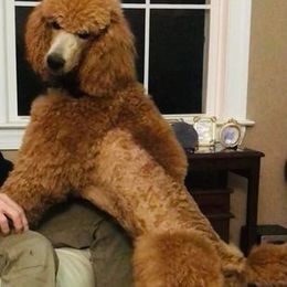 Poodle Puppies from Prissy Pants Poodles LLC