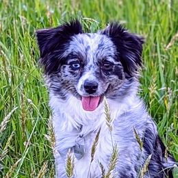Lilly - Toy Australian Shepherd
