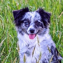 Lilly - Toy Australian Shepherd