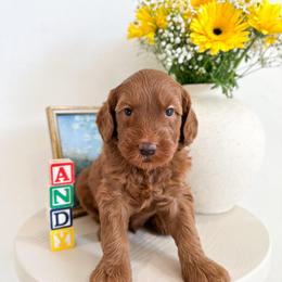 Buzz - Caramel red male Australian Labradoodle puppy in Palmdale, California from Pixie Doodle Paws