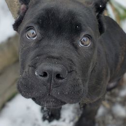 Cane Corso from Casanova Cane Corso
