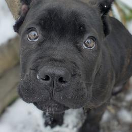 Cane Corso from Casanova Cane Corso