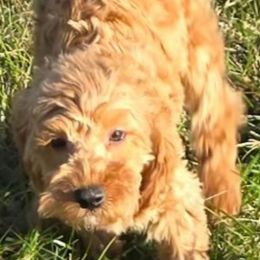 Reed - Red male Cockapoo puppy in Lebanon, Kentucky from Mosaic Merle Doodles