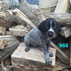 Boy 2 - Black and white male German Wirehaired Pointer puppy in Potosi, Wisconsin from Point and Flush Gun Dogs