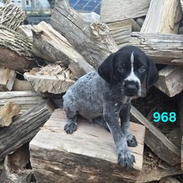 Boy 2 - Black and white male German Wirehaired Pointer puppy in Potosi, Wisconsin from Point and Flush Gun Dogs