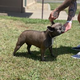 French Bulldogs from Pardi Puppies