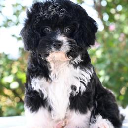 Daisy - Black and white female Cavapoo puppy in Lawton, Oklahoma from Lindsey’s Cavies
